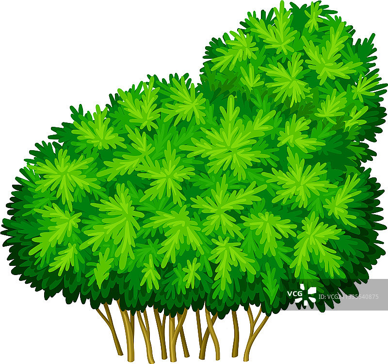带分支茎的绿色灌木或灌木丛图片素材