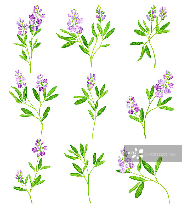 具有细长苜蓿或紫花苜蓿的愈合花朵图片素材