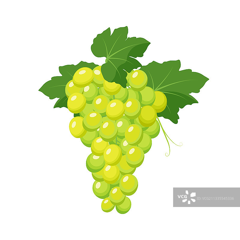 一束白色葡萄图片素材