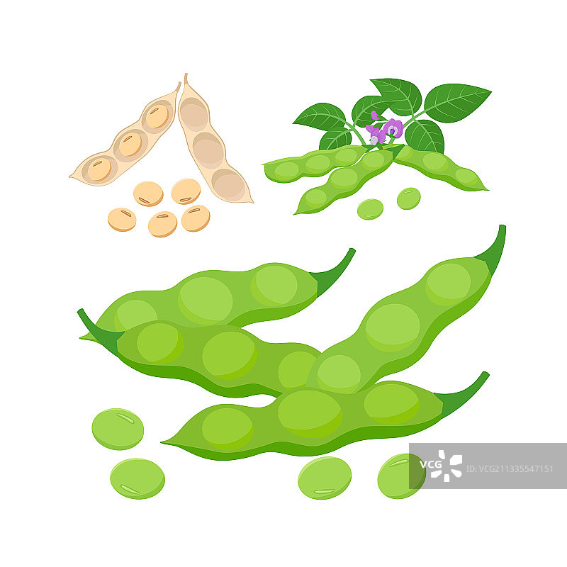 毛豆和黄豆图片素材