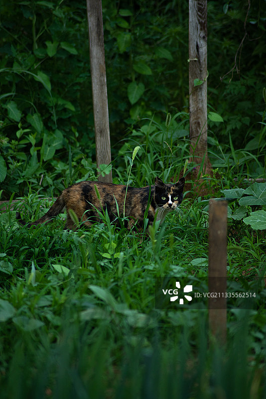 小花猫图片素材