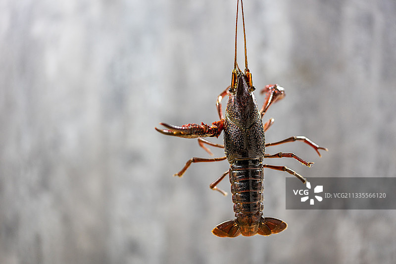 手提着一只小龙虾特写图片素材
