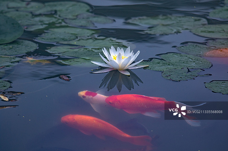 鱼戏莲叶间 夏天的睡莲与荷花图片素材