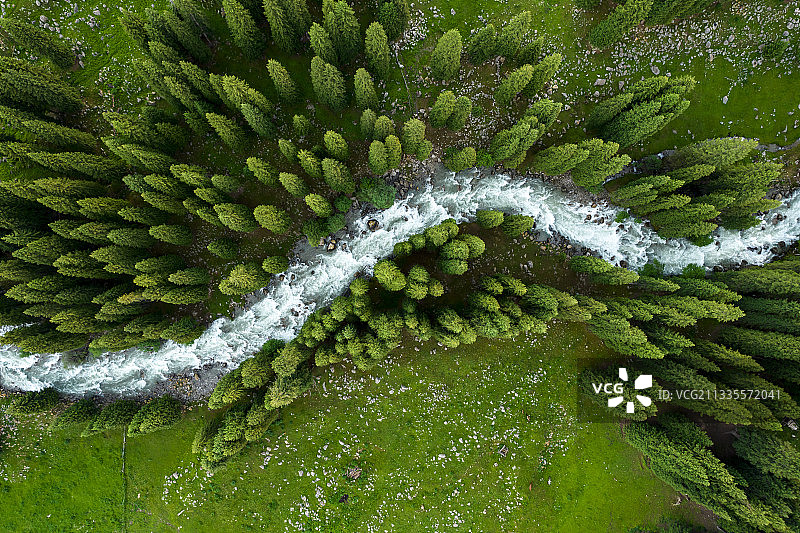 植树造林俯瞰森林针叶林图片素材
