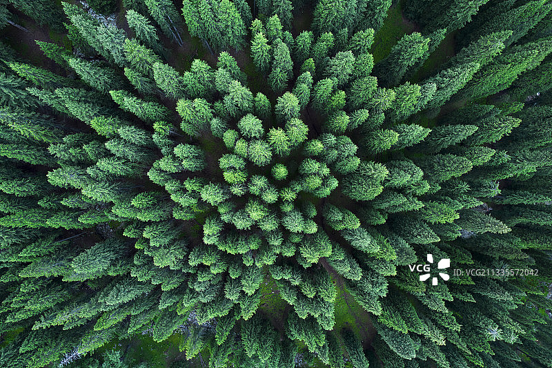植树造林俯瞰森林针叶林图片素材