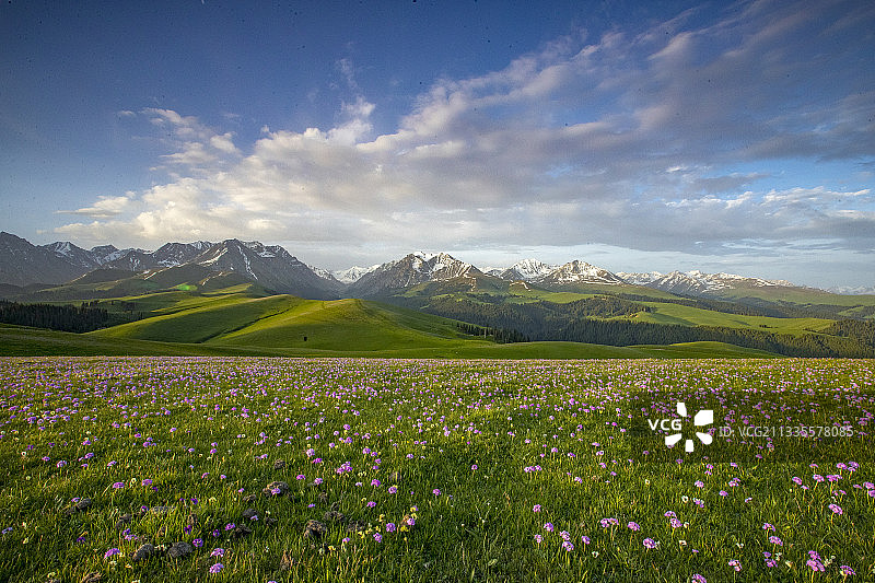 美丽的喀拉峻大草原图片素材