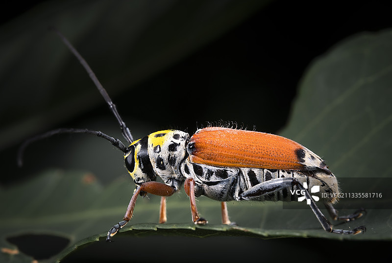 眉斑并脊天牛图片素材