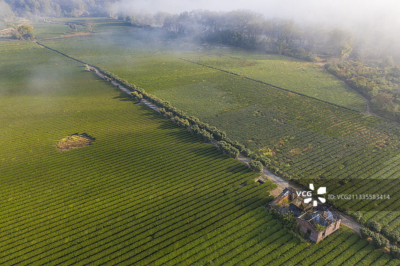 武夷岩茶图片素材