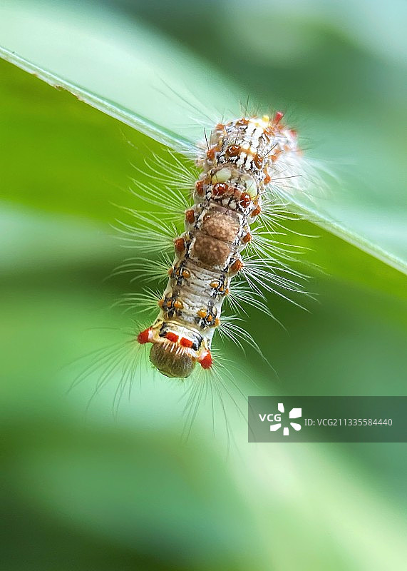 我瞧瞧（毛毛虫）图片素材