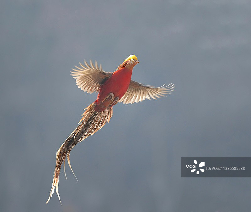锦鸡飞翔图片素材