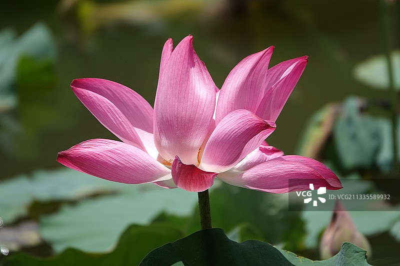 广西南宁：夏日荷花美图片素材