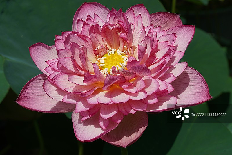 广西南宁：夏日荷花美图片素材