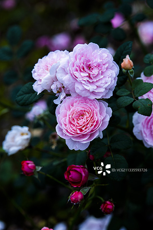 月季花图片素材