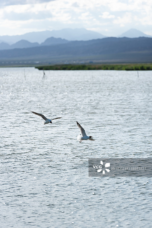 青海湖飞鸟图片素材