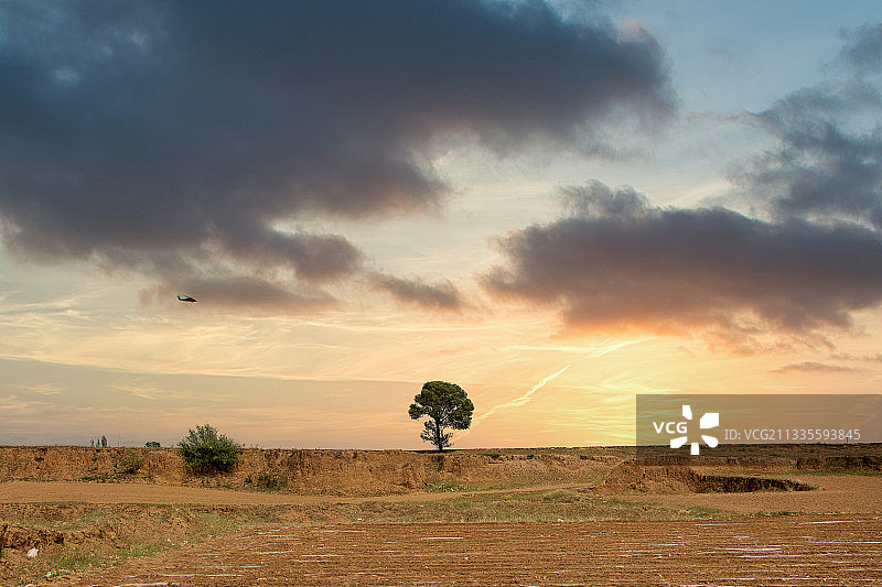 辽阔大地中的一棵树图片素材
