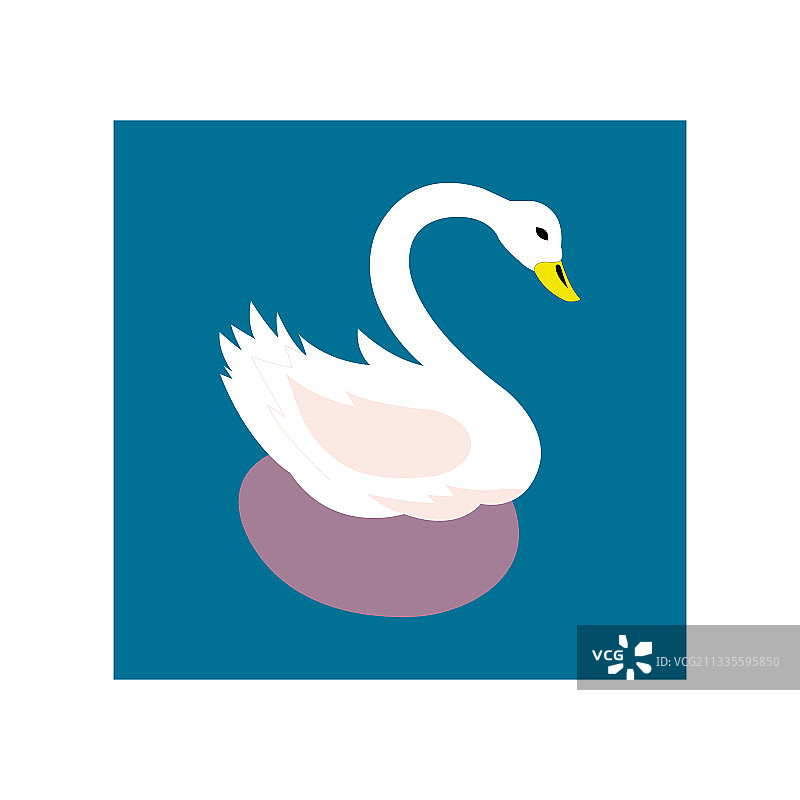 纯净白色背景上的美丽天鹅图片素材
