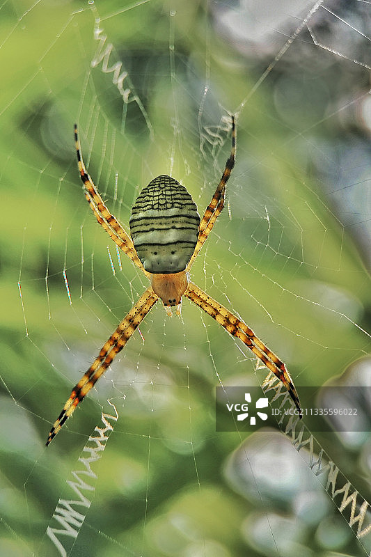 精通外文的横纹金蛛图片素材