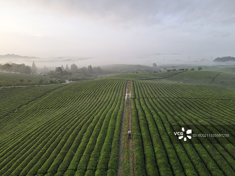 贵州遵义湄潭：中国茶海景区风光图片素材
