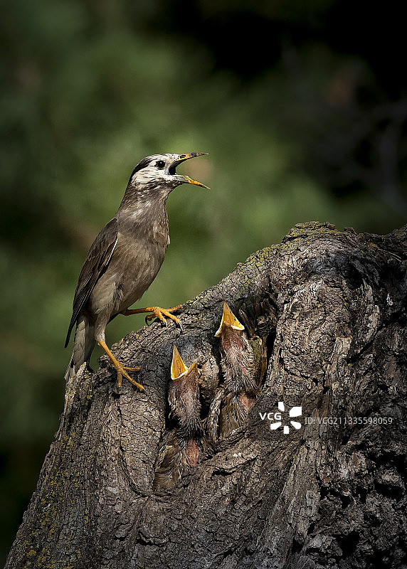 灰粮鸟图片素材