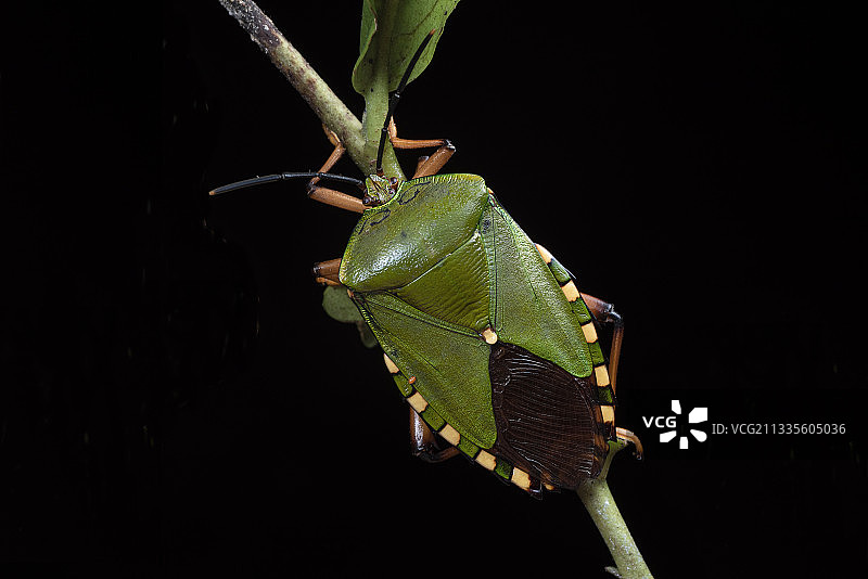 斑缘巨蝽图片素材