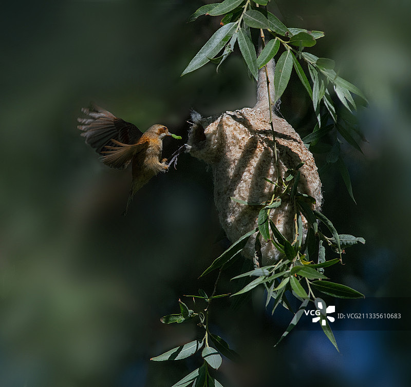 柳林攀雀图片素材