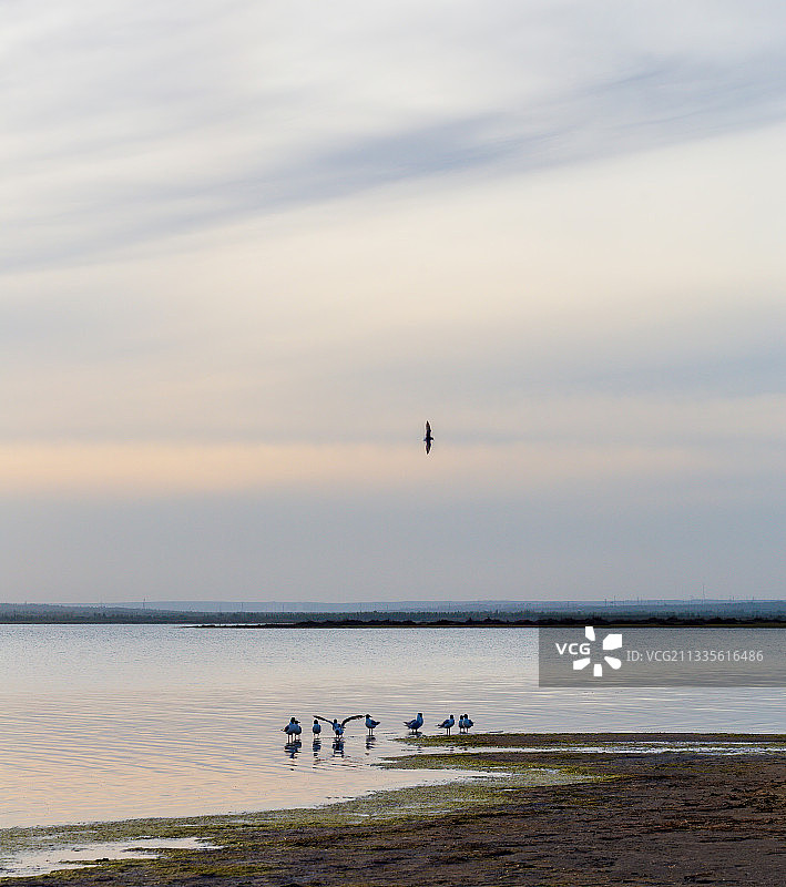 湖边鸟聚图片素材