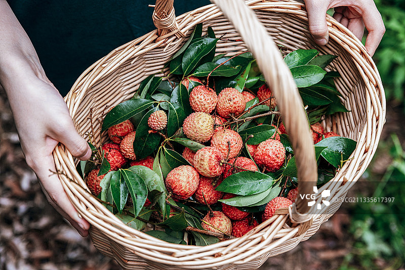 荔枝丰收季图片素材
