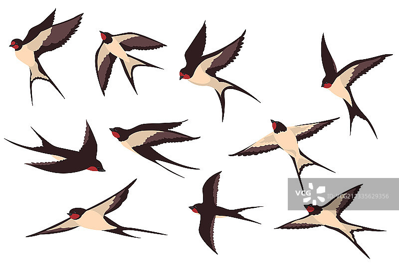 彩色飞燕扁平化合集图片素材