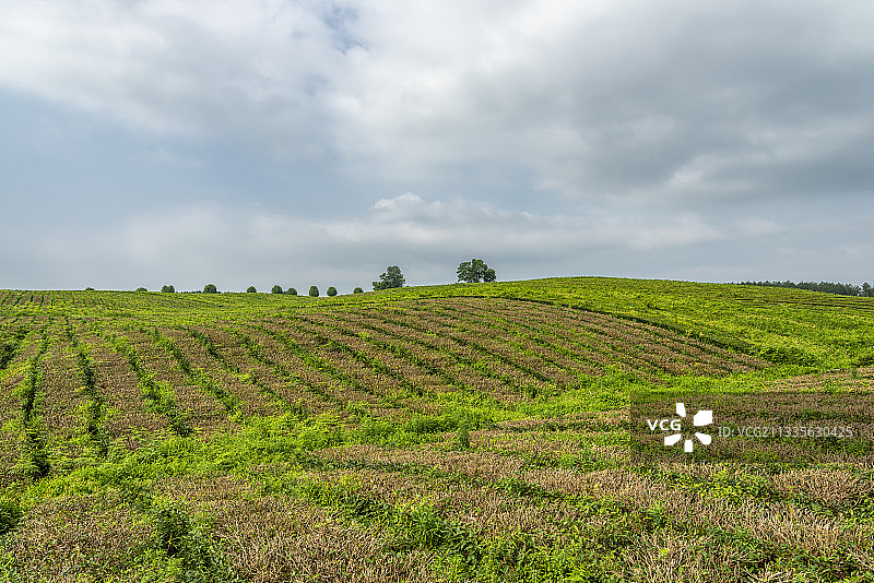 贵阳市贵安新区羊艾茶场图片素材