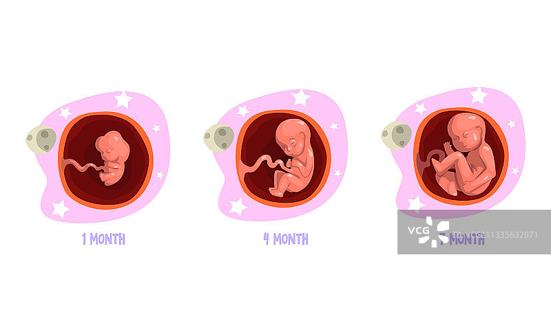 胚胎发育阶段（1、4、7个月）图片素材