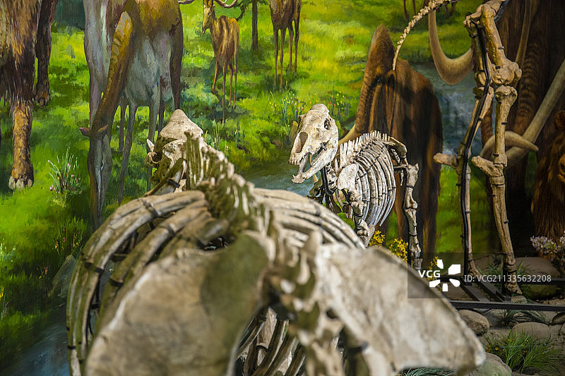 甘肃省博物馆中展示出来的远古动物化石骨架图片素材