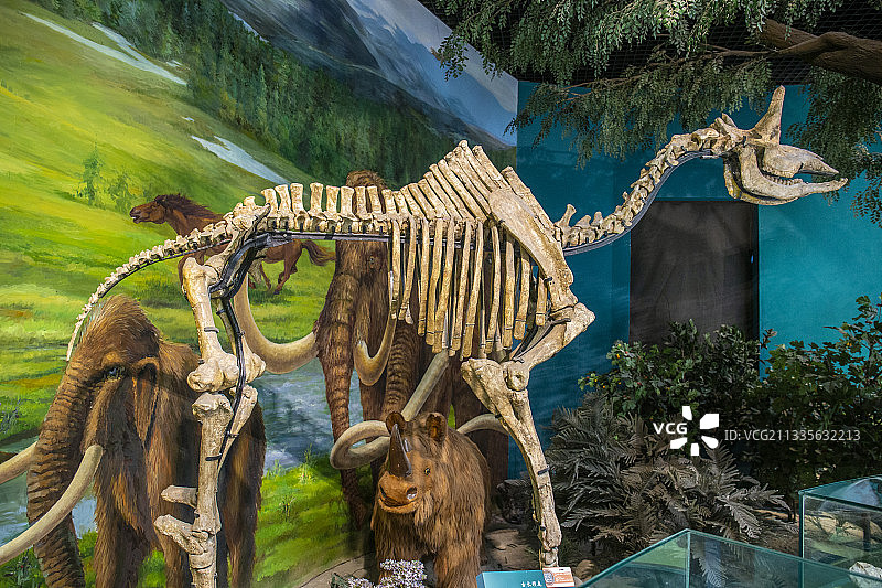 甘肃省博物馆中展示出来的远古动物化石骨架图片素材