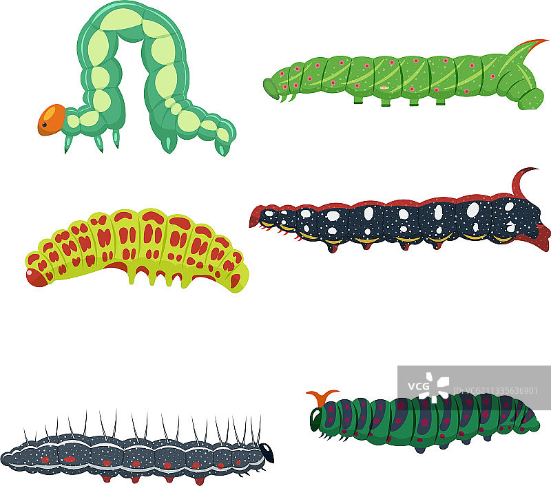 毛毛虫集合，独立展示图片素材