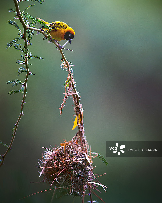 织巢鸟图片素材