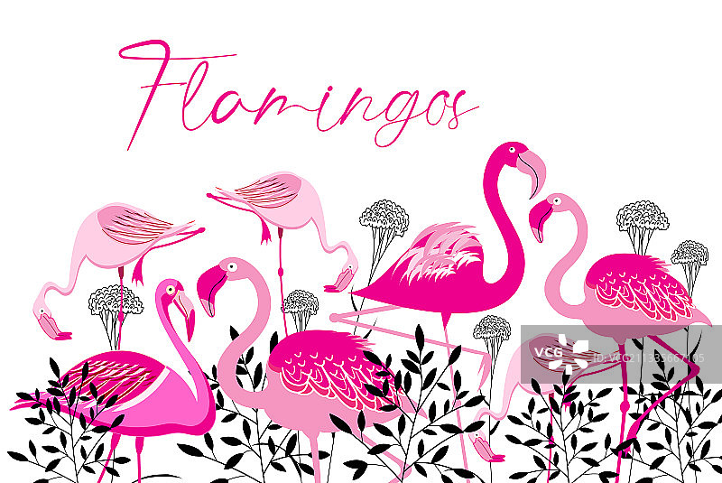 白色背景上的粉色火烈鸟图片素材