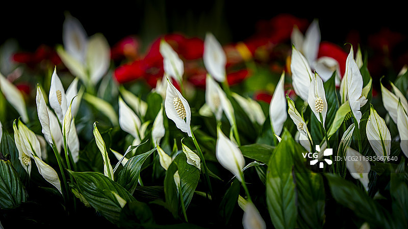 白鹤芋图片素材