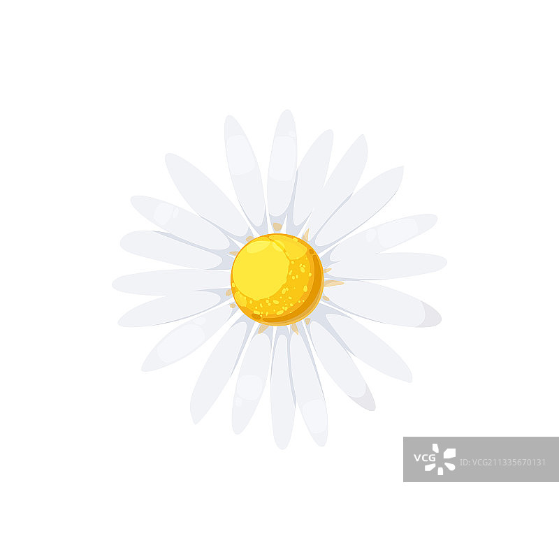 白色花瓣黄色花心的甘菊图片素材