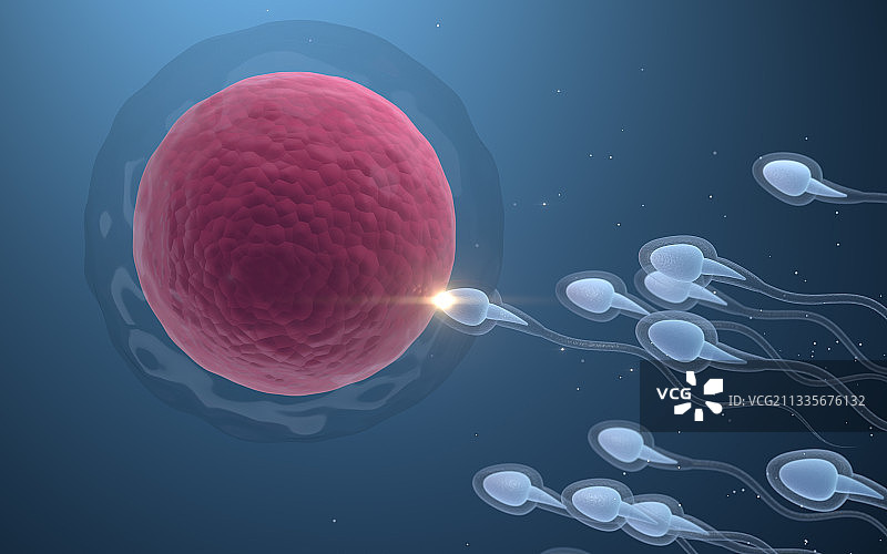 精子与卵细胞结合 3D渲染图片素材