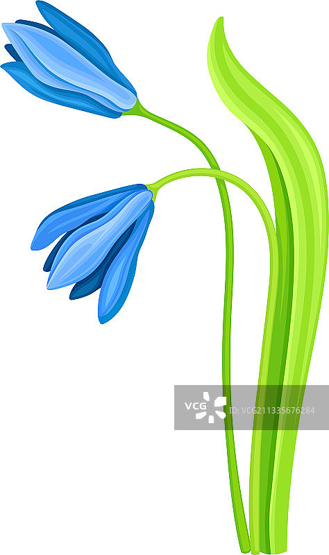 蓝色下垂花雪滴花图片素材