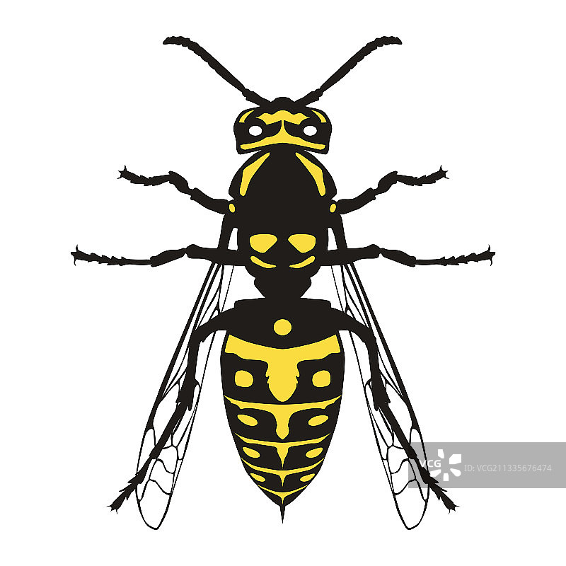 黄蜂是一种捕食性昆虫图片素材