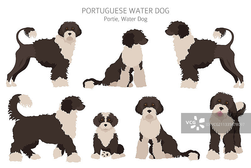 葡萄牙水犬剪贴画不同姿势图片素材