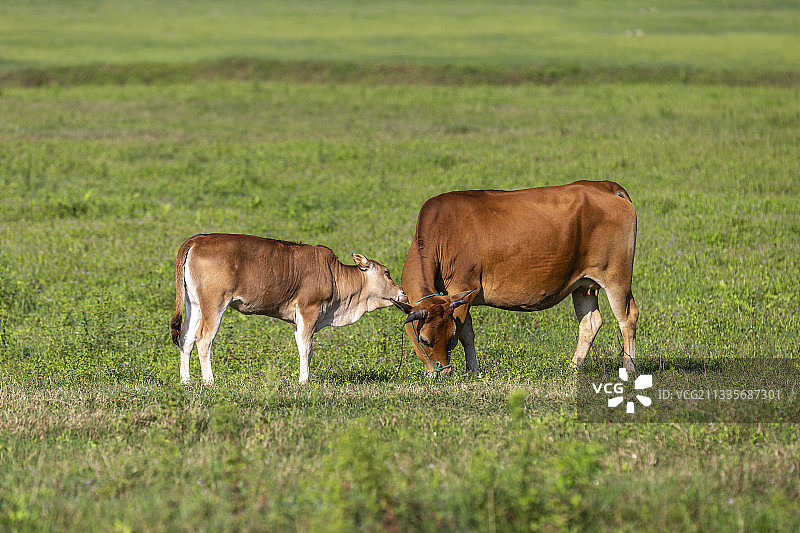 母与子 舔犊情深图片素材