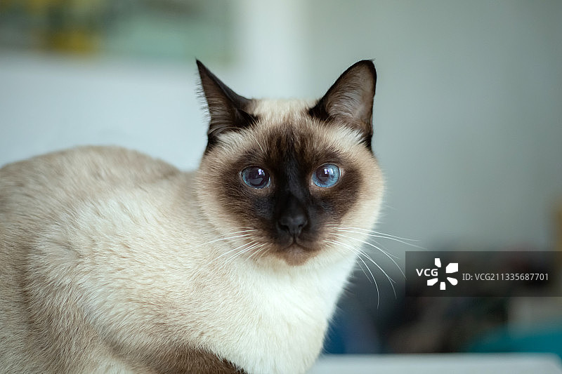 一只暹罗猫图片素材