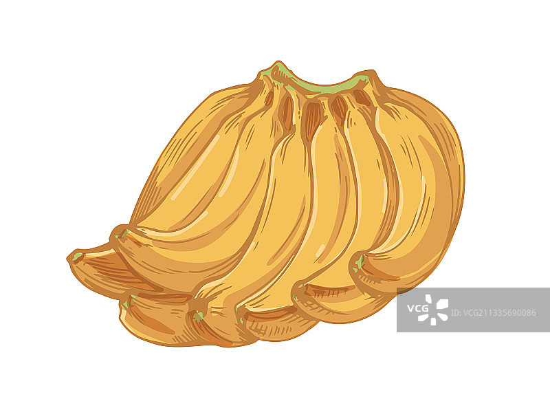 白色背景上孤立的香蕉串图片素材