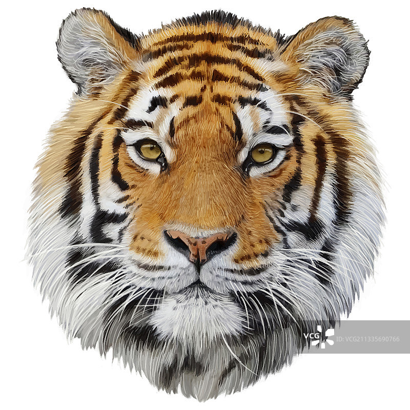 手绘虎头图片素材
