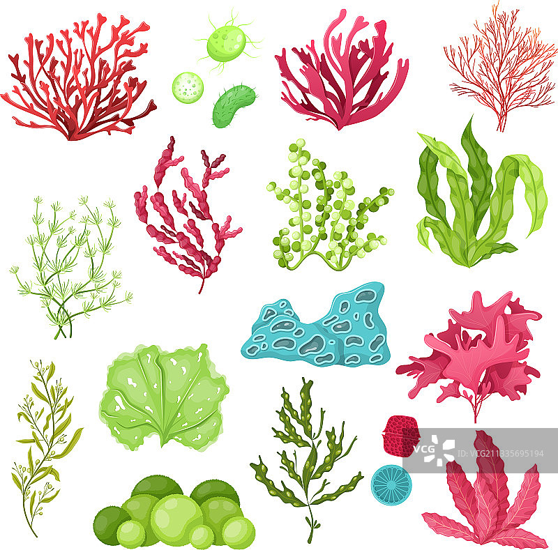 水下海洋植物与水族馆植物图片素材