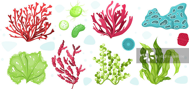 水下海洋植物与水族馆植物图片素材