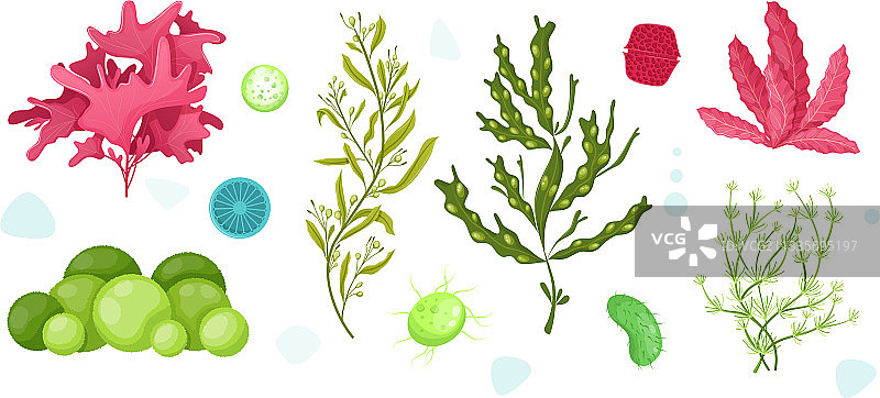 水下海洋植物与水族馆植物图片素材