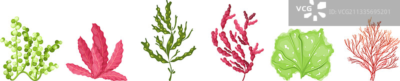 水下海洋植物与水族馆植物图片素材