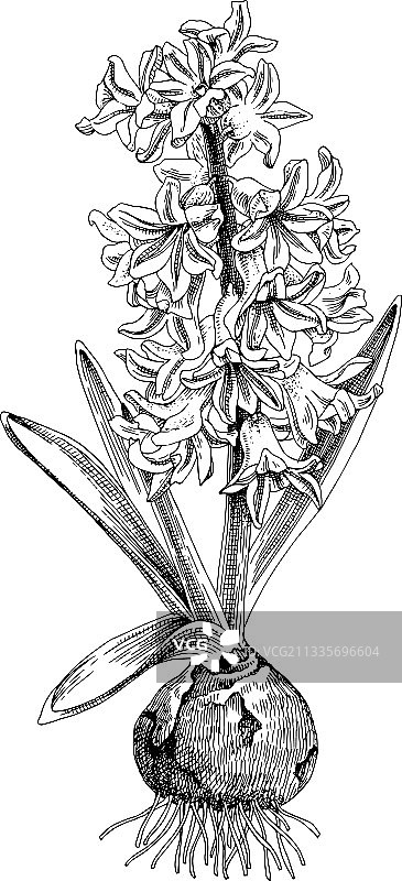 手绘风信子球茎花图片素材